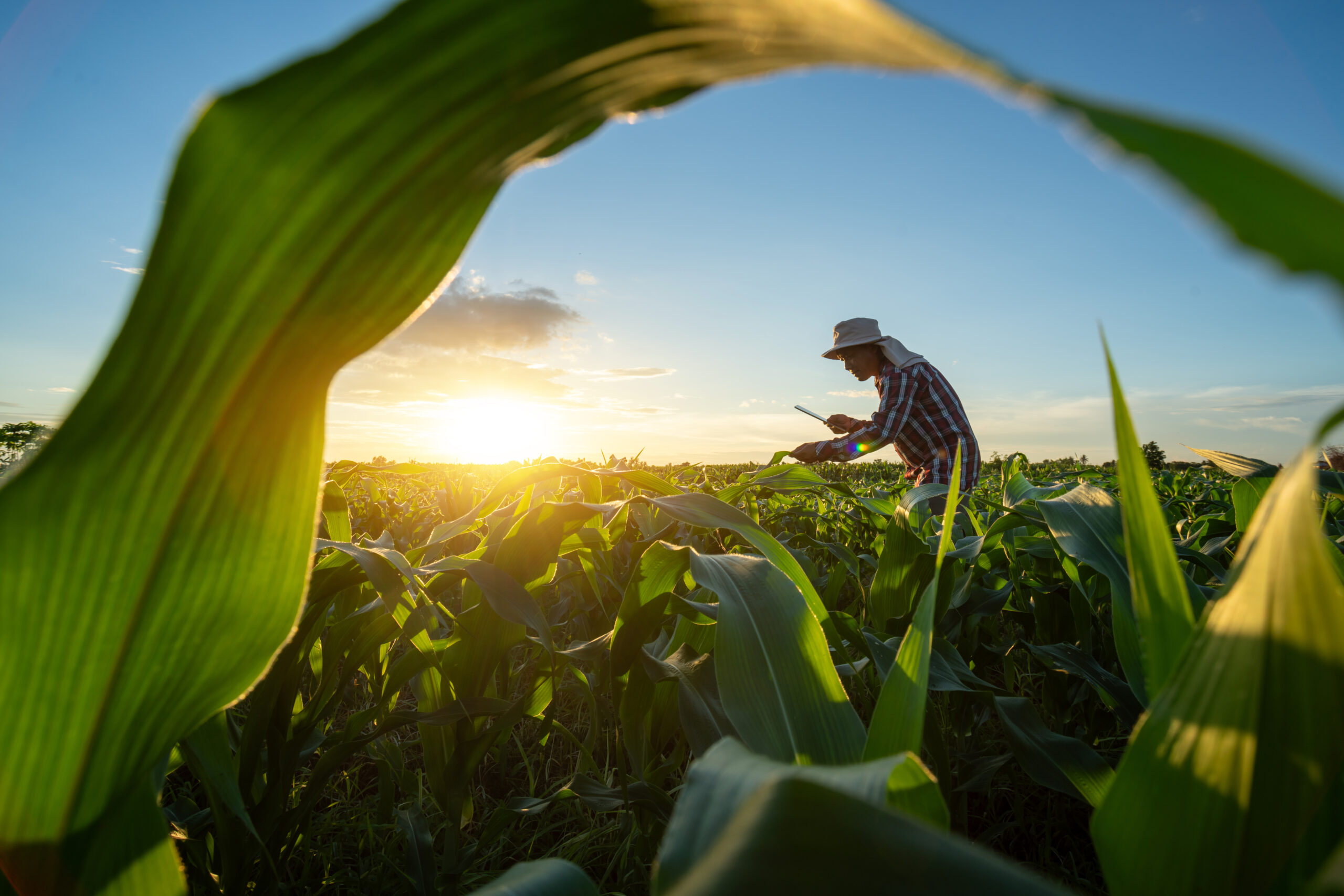 asian senior farmer working in the agricultural garden of corn f